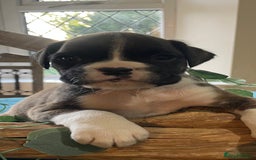 Boxer dogs for sale: ASTONISHING KC REGISTERED BOXER PUPPIES!  - Image 19