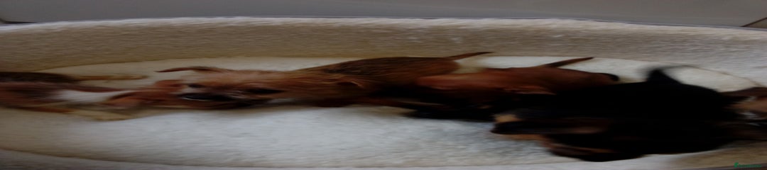 Chorkie Puppy 6