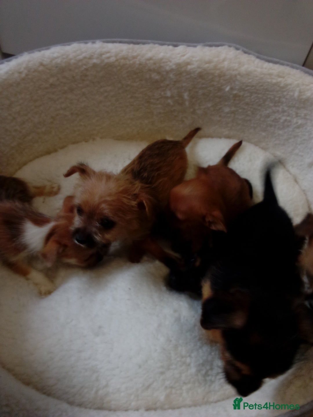 Chorkie dogs for sale: Chihuahua x Yorkshire terrier  - Image 17