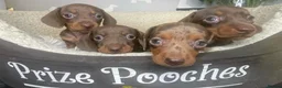 Miniature Dachshund dogs for stud: **👑*Prince Eric 👑*15 champions ** in Romford - Advert 6