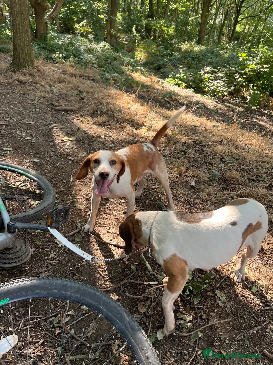 Beagle dogs for stud: Rocko pure beagle stud  in Doncaster - Advert 12