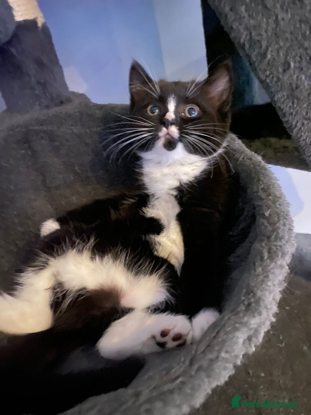 Mixed Breed cats for sale: X BRITISH SHORT adorable kittens ready 4 new home - Image 3