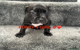 Staffordshire Bull Terrier dogs for sale: 4 staffy pups  - Image 15