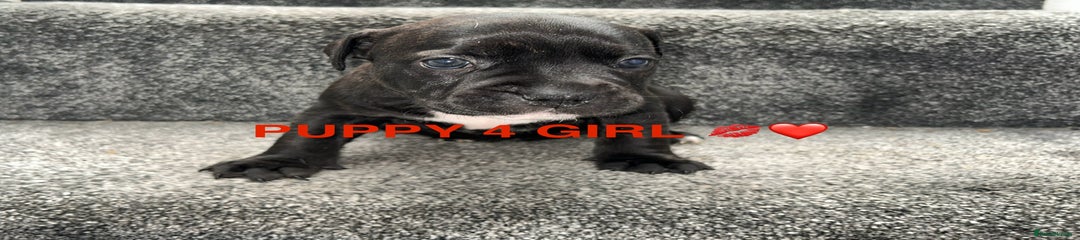 Staffordshire Bull Terrier Puppy 4
