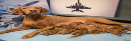 Hungarian Vizsla dogs for sale: Vizsla Puppies Looking for Their Forever Homes 🐾 in Saint Asaph - Advert 18