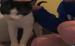 British Shorthair cats for sale: Luna British shorthair  - Advert 6