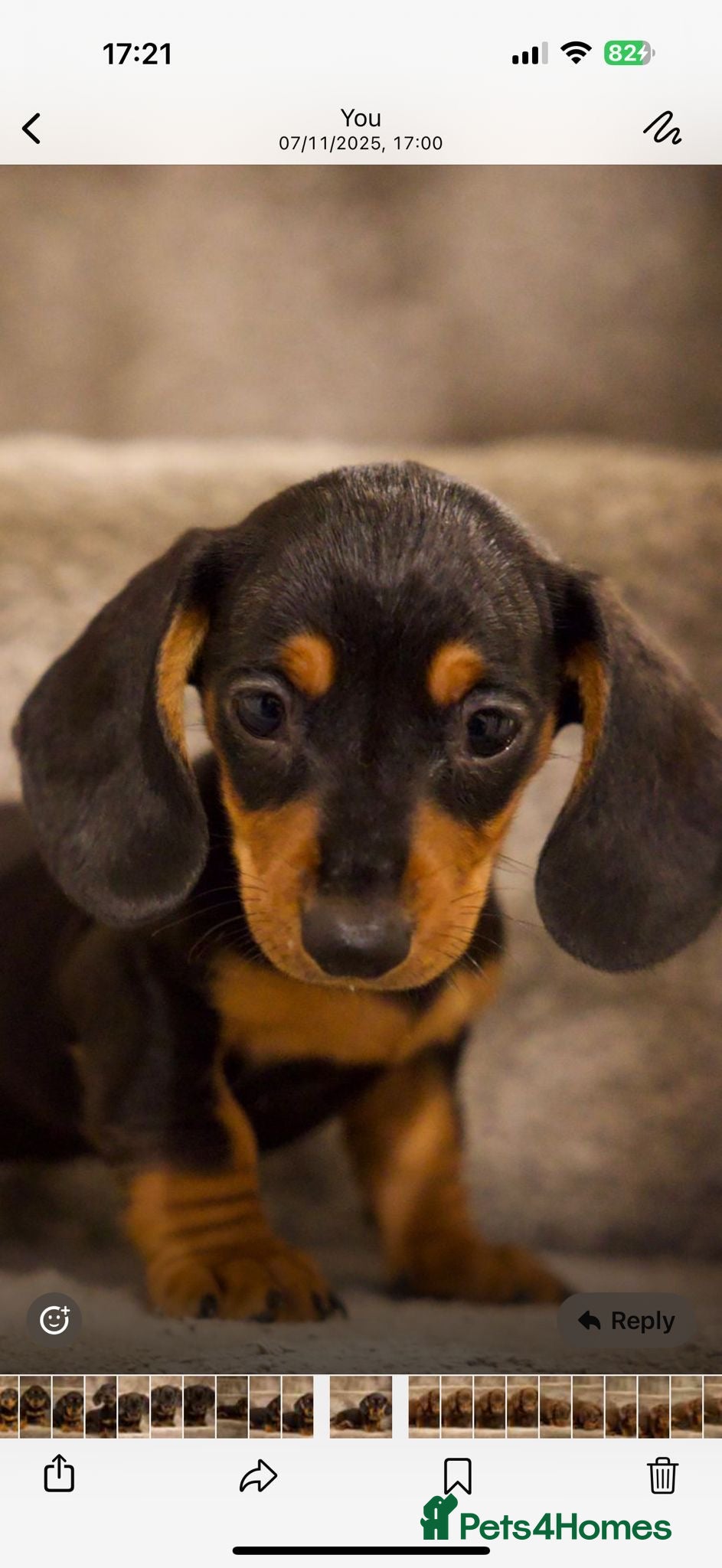 Dachshund dogs Dachshund boy pure breed stunning - Advert 6