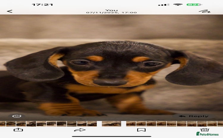 Dachshund dogs - Advert 3