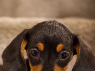 Dachshund dogs Dachshund pure breed puppies stunning - Advert 15