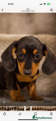 Dachshund dogs - Advert 3