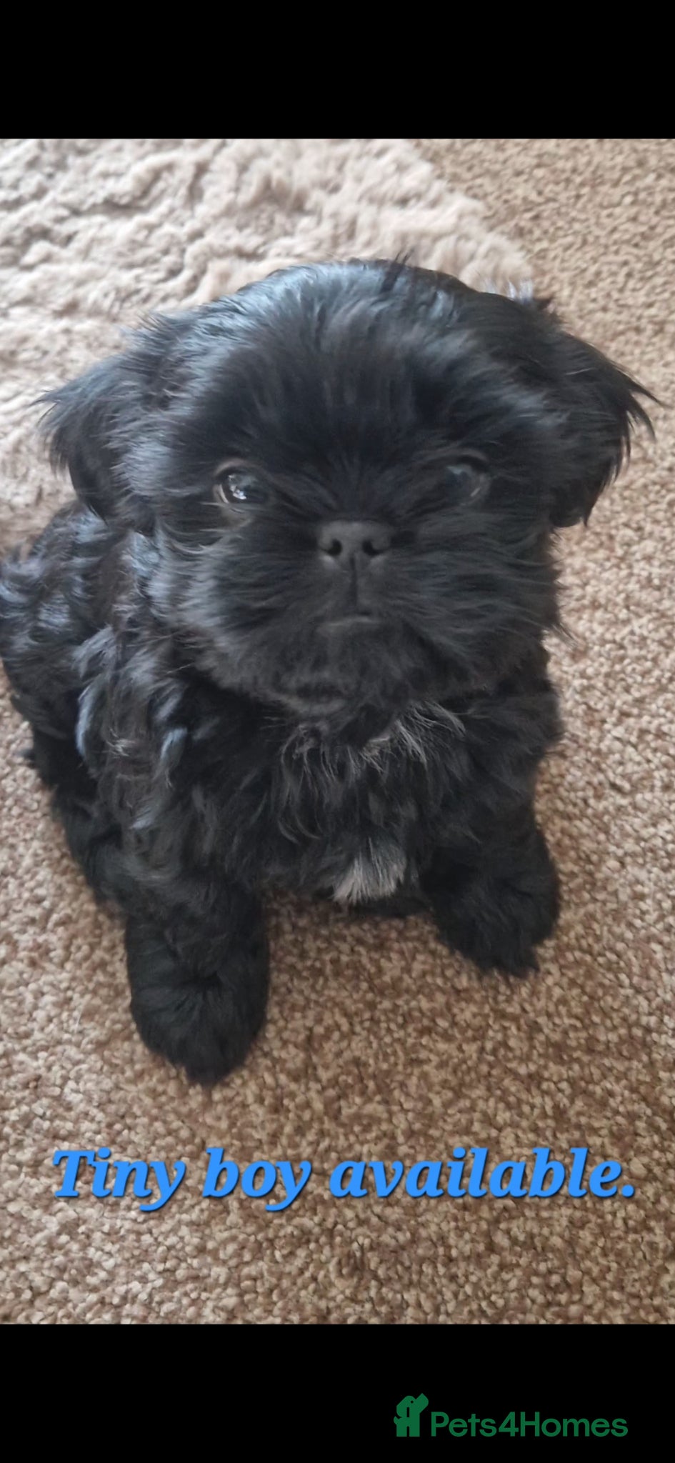 Shih Tzu dogs Imperial shihtzu x Shihtzu/Biewer - Advert 4