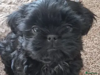 Shih Tzu dogs Imperial shihtzu x Shihtzu/Biewer - Advert 4