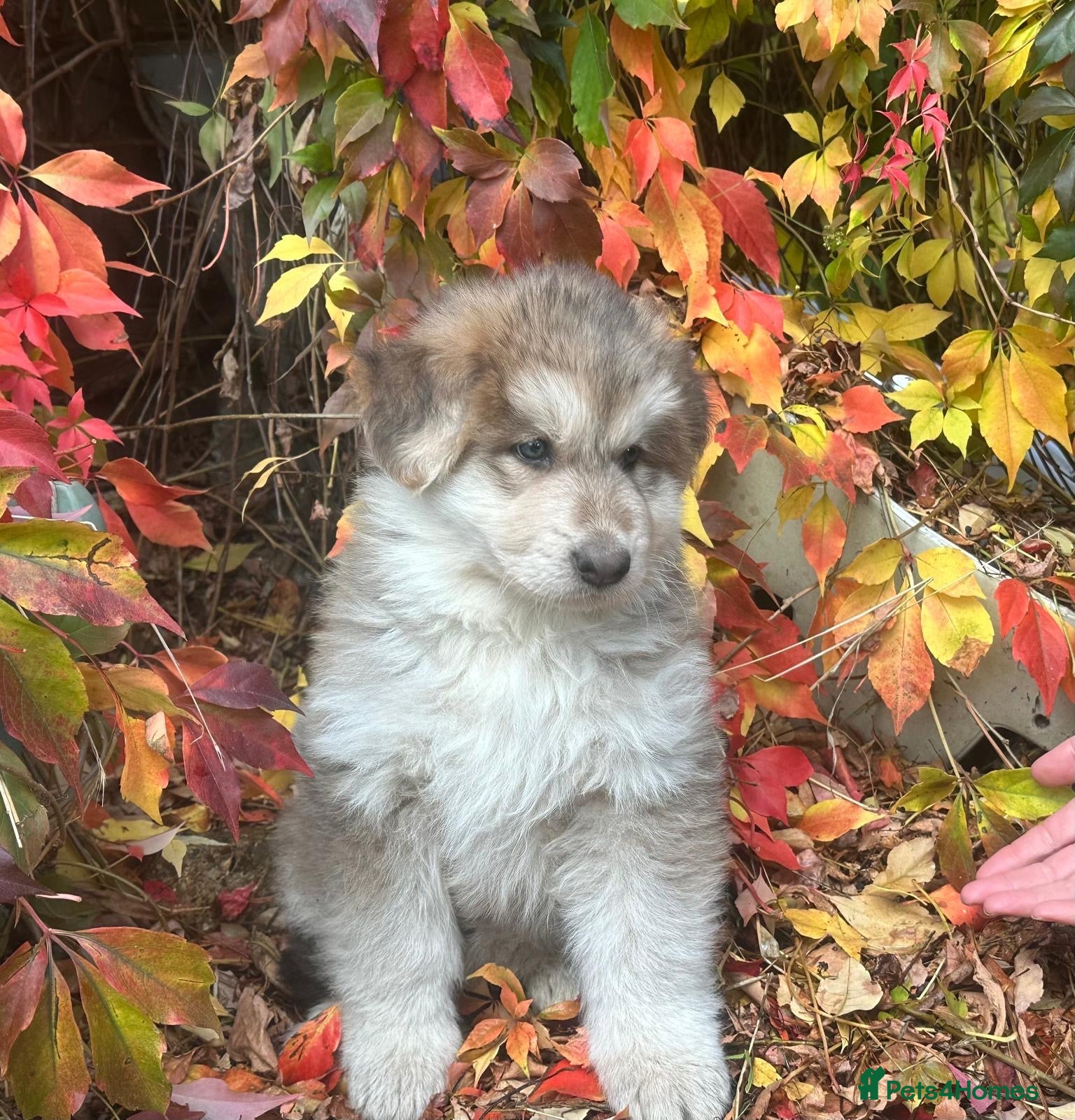 German Shepherd dogs Rare colour German shepherd puppies 🤩 - Advert 2