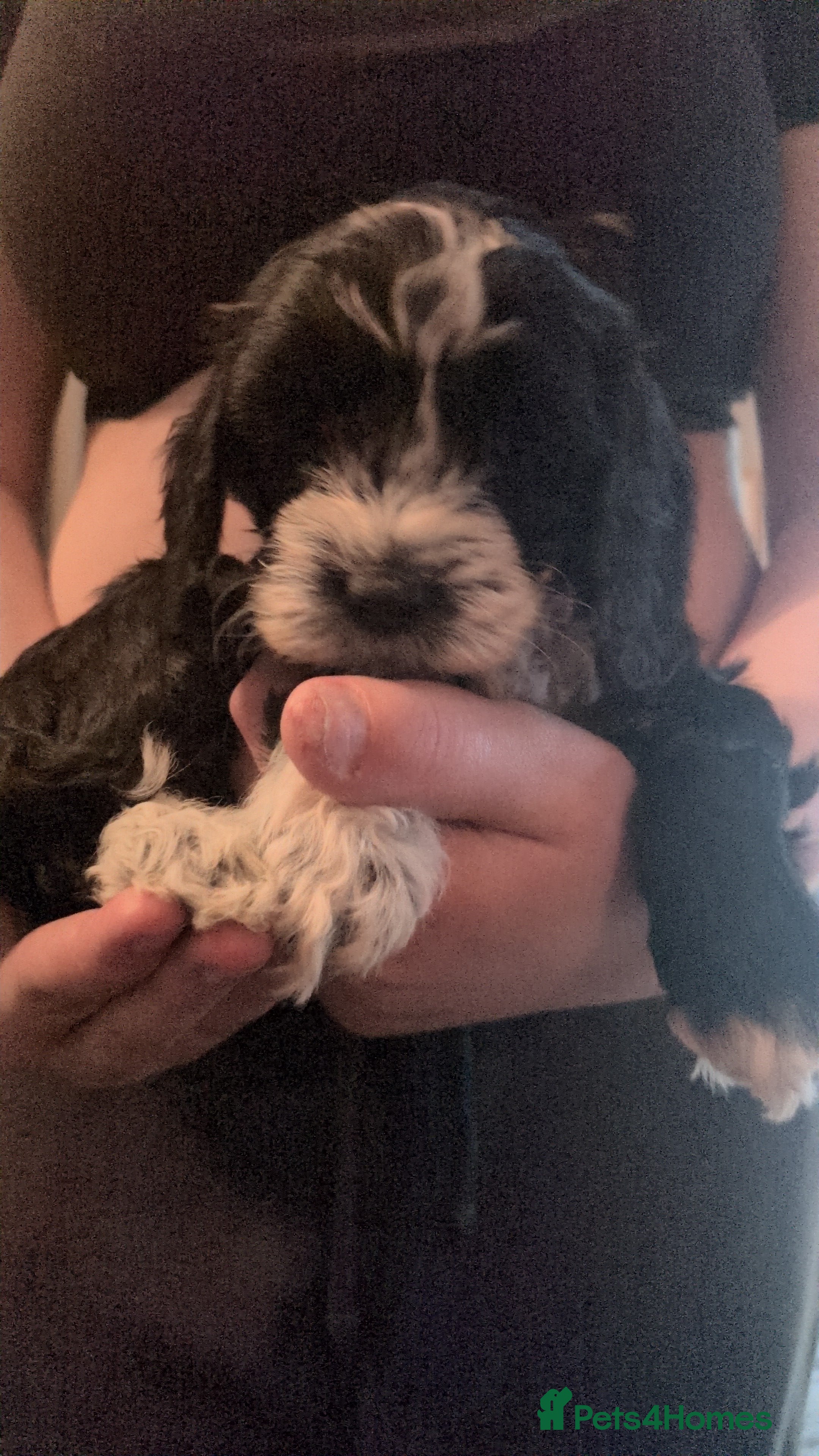 Cockapoo dogs F2  miniature cockapoo puppies for sale . - Advert 13