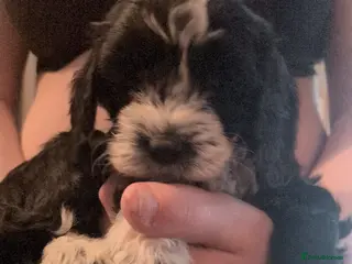 Cockapoo dogs F2 miniature cockapoo puppies for sale . - Advert 13