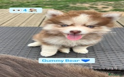 Pomsky dogs for sale: Pomsky puppies - Image 4