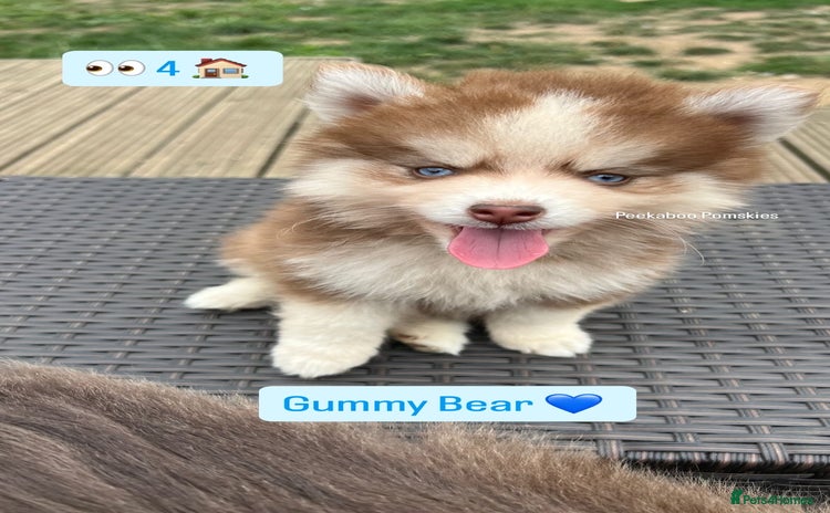 Pomsky dogs - Advert 2