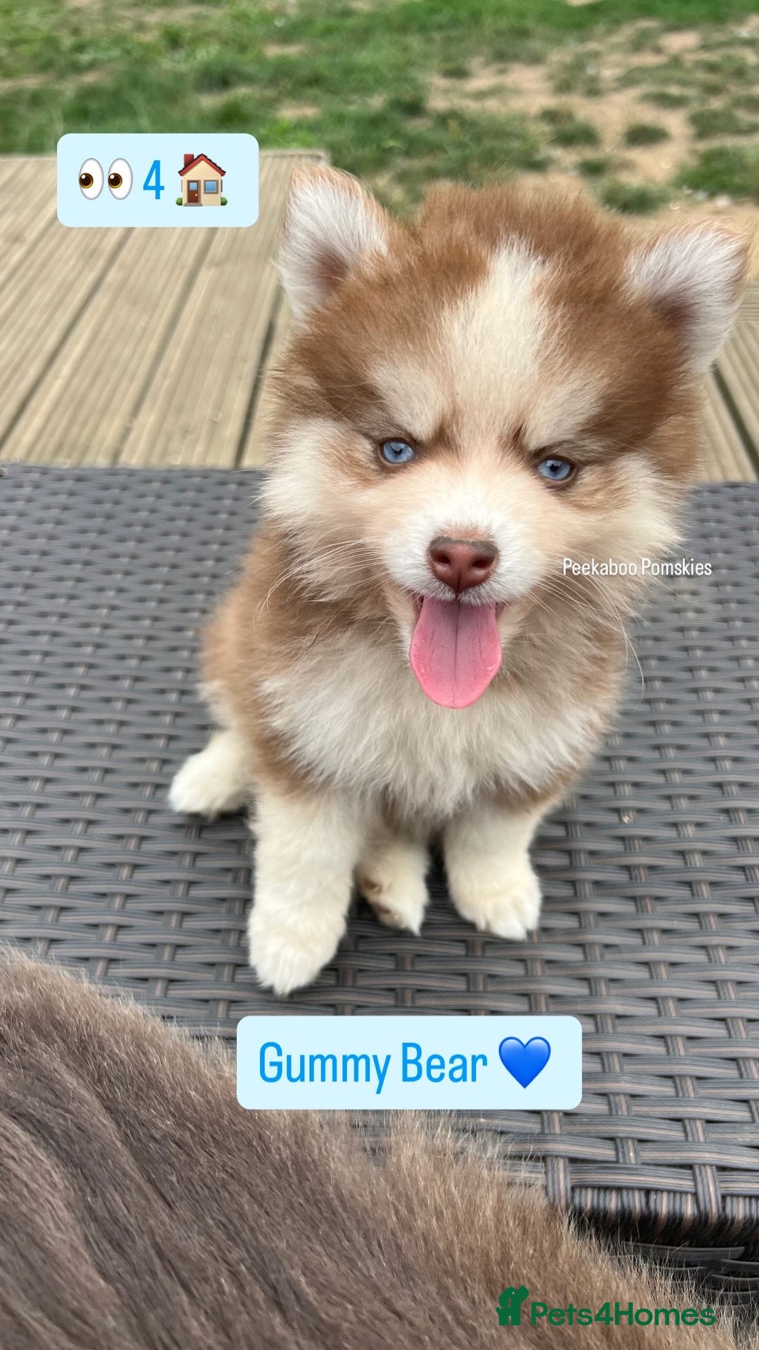 Pomsky dogs for sale: Pomsky puppies - Image 4