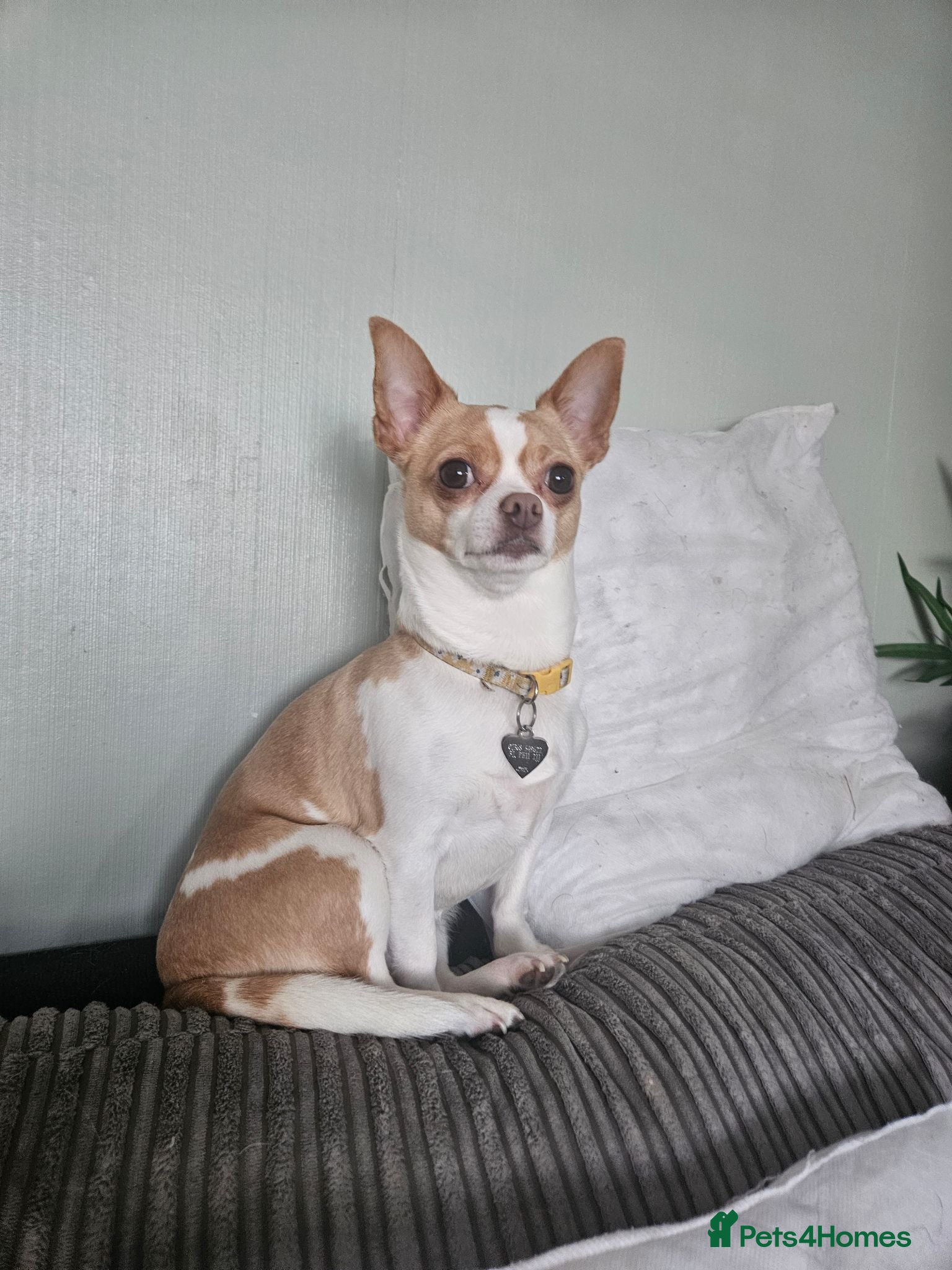Chihuahua dogs Female chihuahua needs rehoming - Advert 1