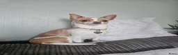 Chihuahua dogs for sale: Female chihuahua needs rehoming - Advert 1