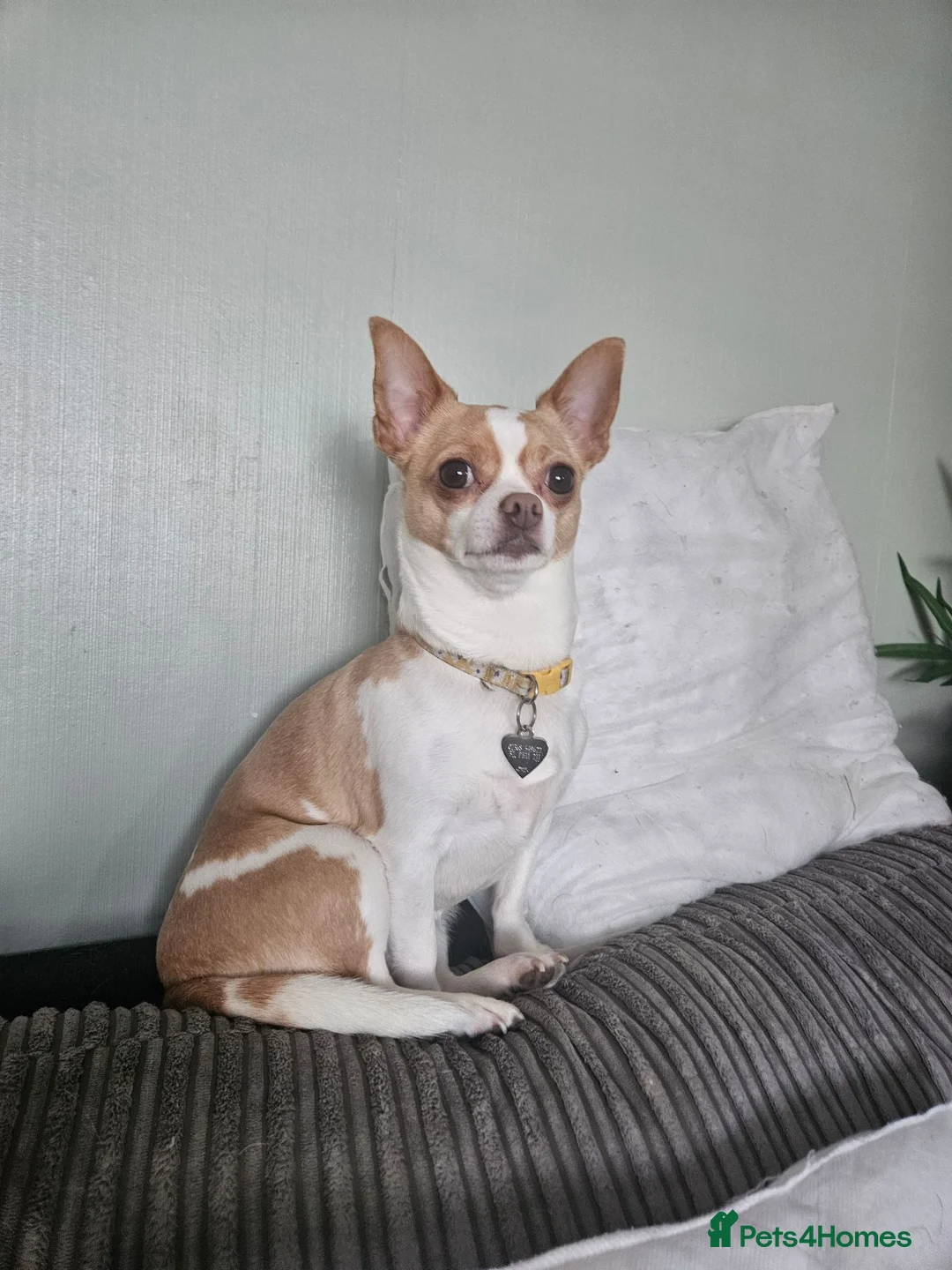Chihuahua dogs for sale: Female chihuahua needs rehoming - Advert 1