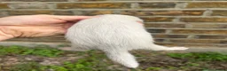 Ferret rodents for sale: Ferret kits  - Advert 4