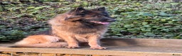 German Shepherd dogs for sale: The Tremendous Tacho - Advert 3