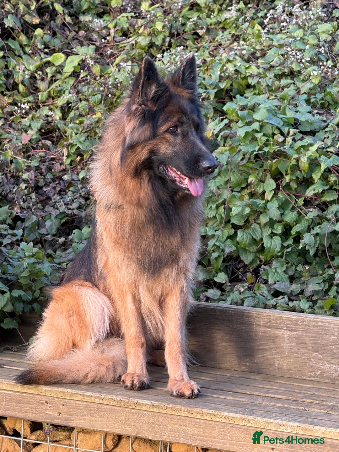 German Shepherd dogs for sale: The Tremendous Tacho - Advert 3