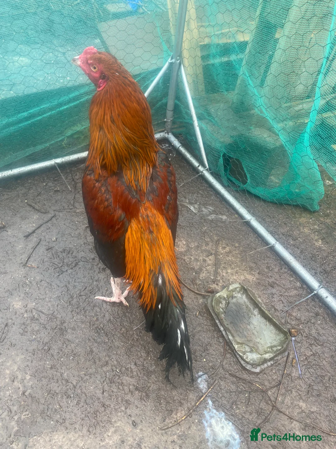 Hens poultry for sale: O shamo, shamo, Pakistani aseel and miwali   - Advert 19