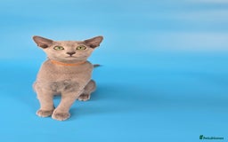 Russian Blue cats for sale: Russian Blue kittens Tica registered  - Image 21