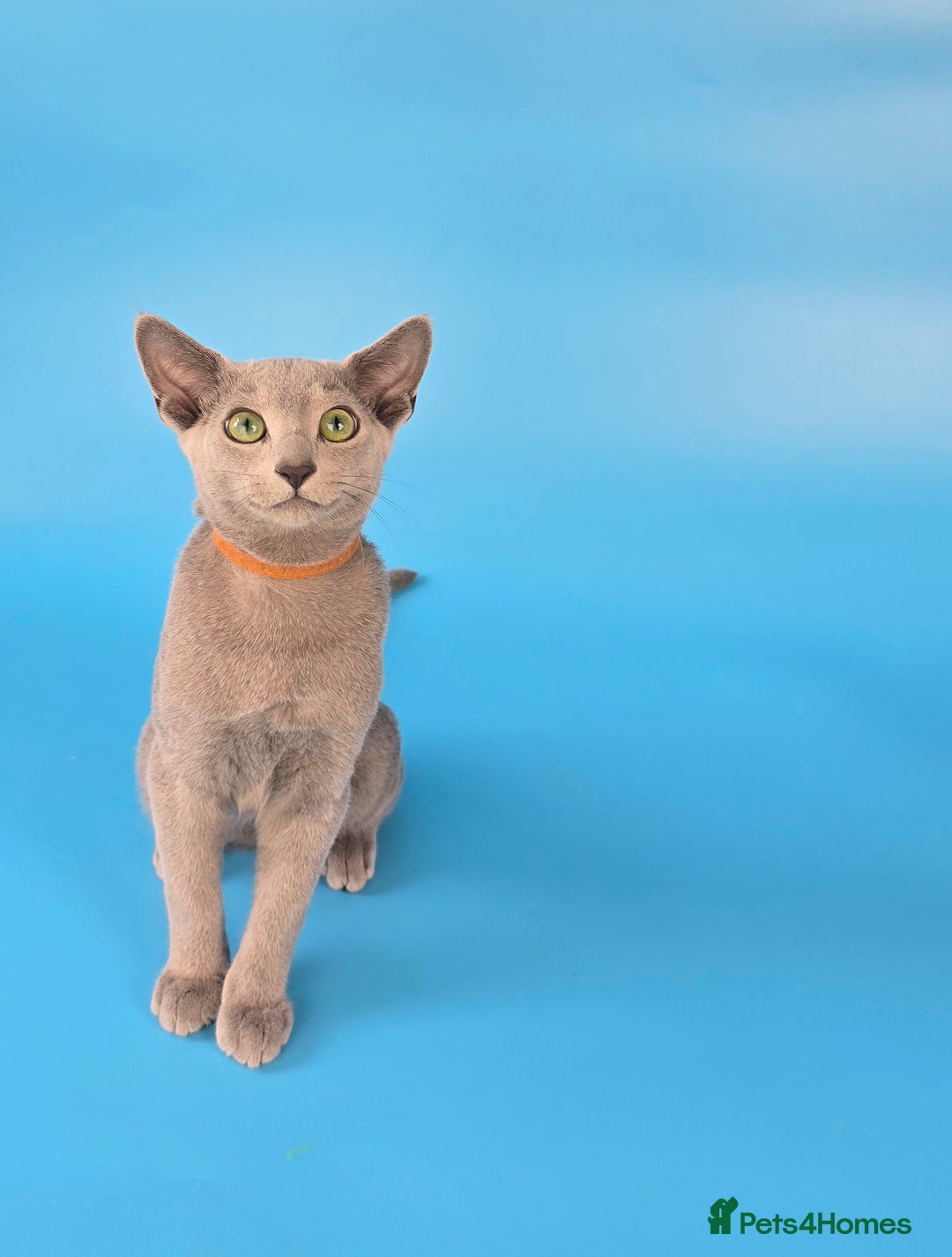 Russian Blue cats for sale: Russian Blue kittens Tica registered  - Image 21