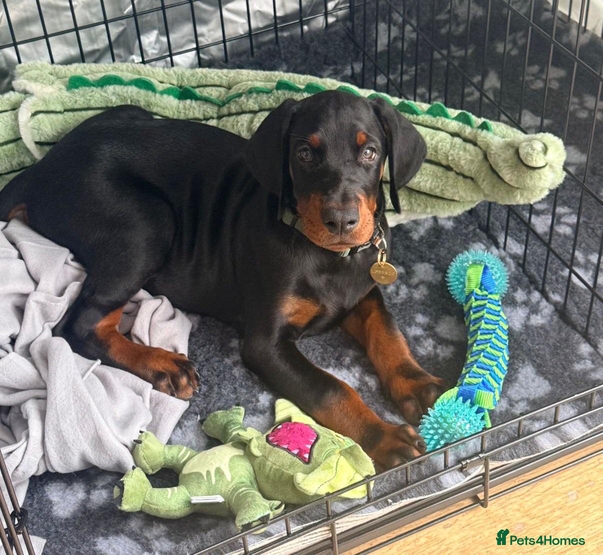 Dobermann dogs INTERNATIONAL CHAMPION EUROPEAN DOBERMANNS  - Advert 1