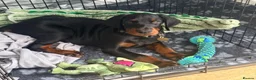 Dobermann dogs for sale: INTERNATIONAL CHAMPION EUROPEAN DOBERMANNS  - Advert 1