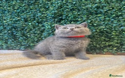 British Shorthair cats for sale: 💕British Shorthair Blue Kittens💕 - Image 28