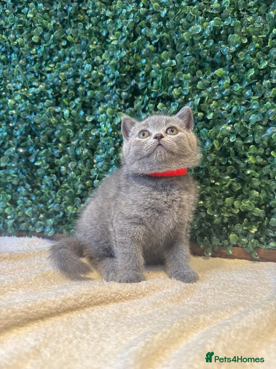 British Shorthair cats for sale: 💕British Shorthair Blue Kittens💕 - Image 28