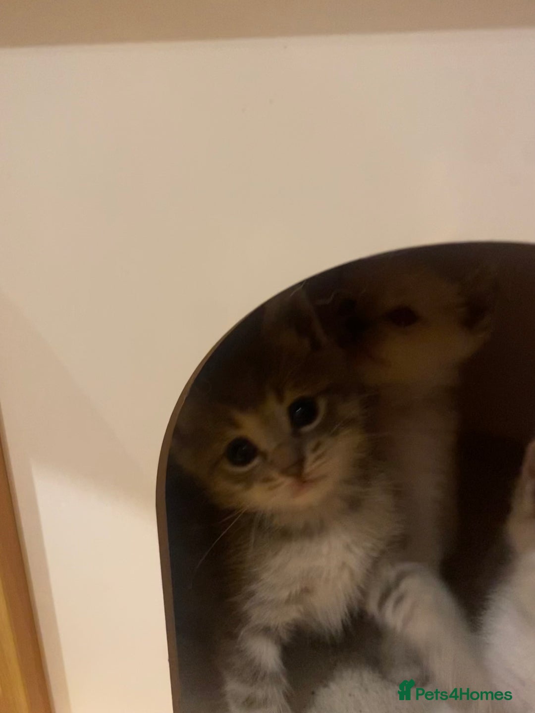 Siberian cats for sale: EXCLUSIVE Siberian Neva Masquerade-Luxury Lineage - Image 25