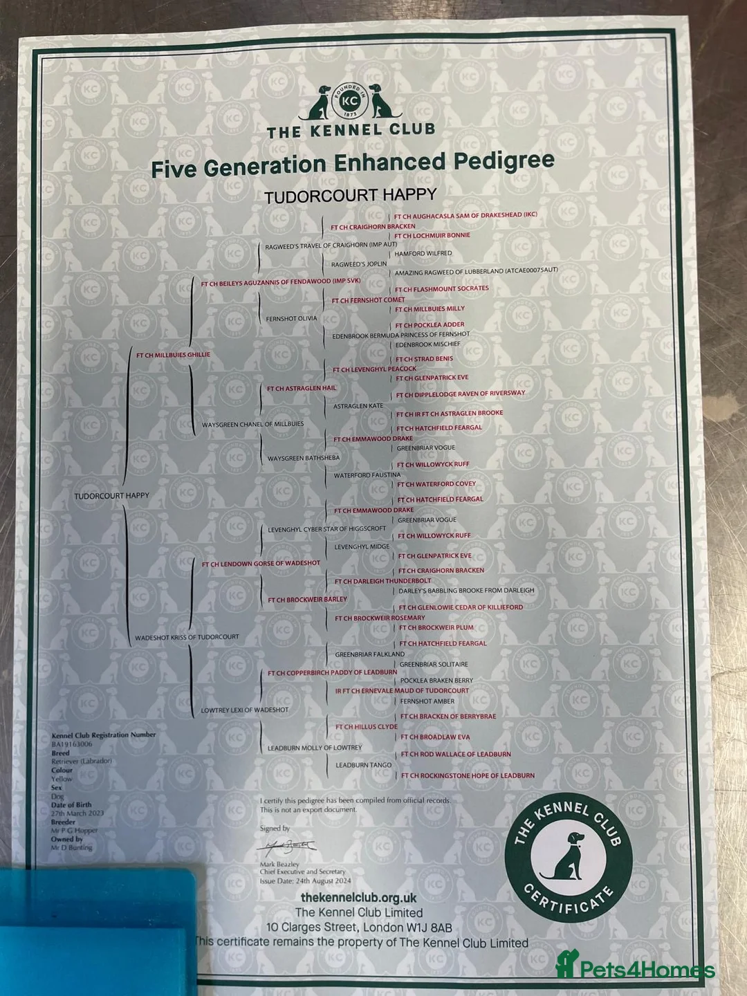 Labrador Retriever dogs for sale: KCReg Pedigree Labrador Pups Parents Health Tested - Advert 2