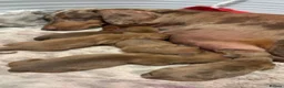 Miniature Dachshund dogs for sale: Cream & Chocolate Long Haired Carriers  - Advert 2