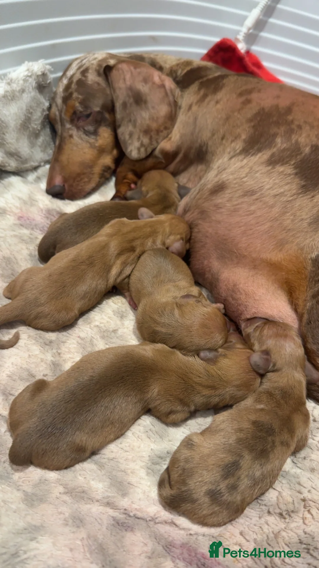 Miniature Dachshund dogs for sale: Cream & Chocolate Long Haired Carriers  - Advert 2
