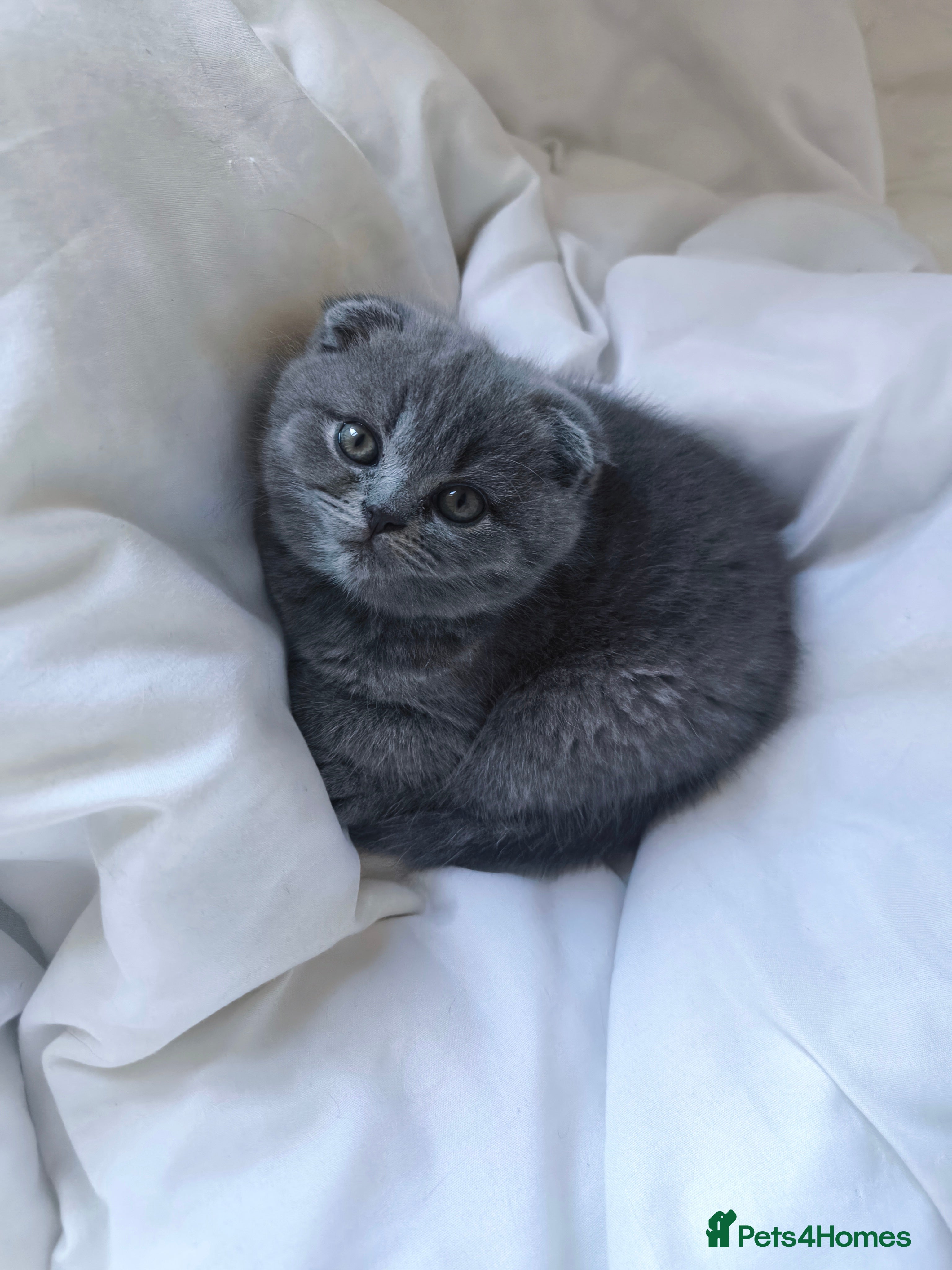 Scottish Fold cats 2 Remaining Top-Quality Scottish Fold Kittens  - Advert 3