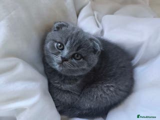 Scottish Fold cats 2 Remaining Top-Quality Scottish Fold Kittens - Advert 3