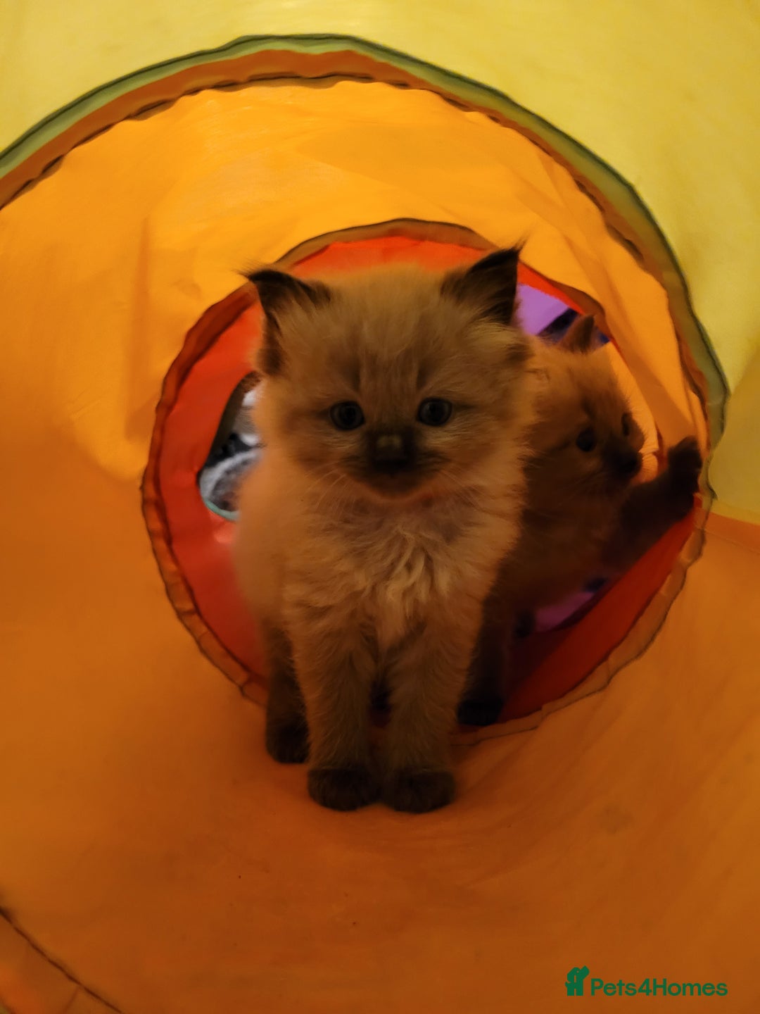 Ragdoll cats for sale: Super cute Ragdoll Kittens, Mink Seal Point  - Advert 6