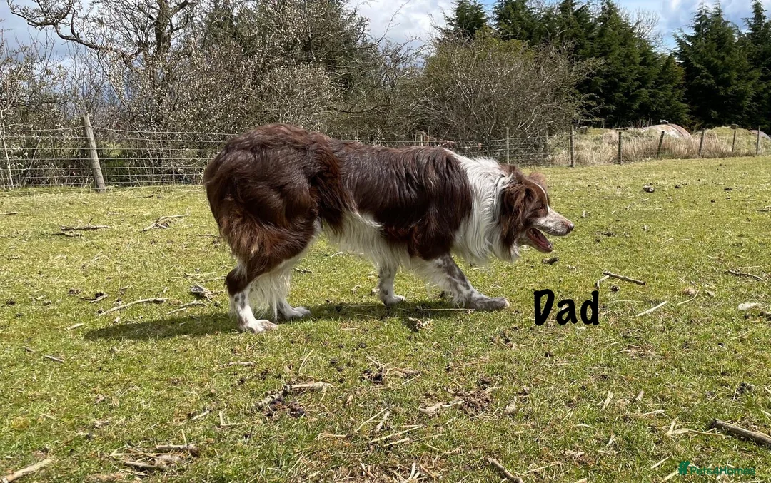 Border Collie dogs for sale: Red Border Collie Puppies - Advert 3