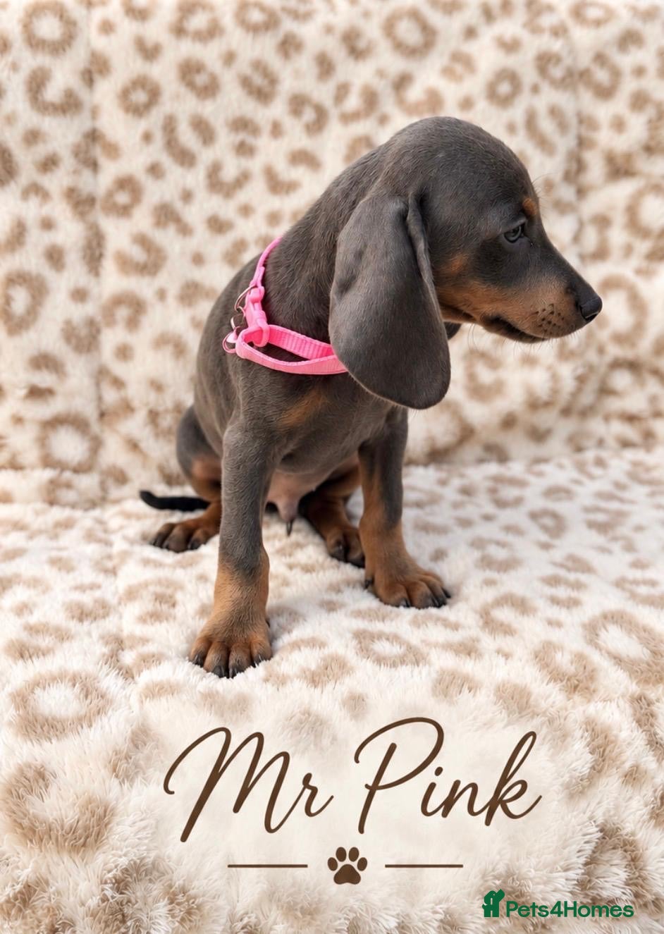 Miniature Dachshund dogs Blue&Tan Miniature Dachshund Boy Read Description - Advert 2