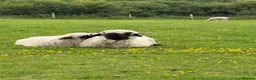 Sheep livestock for sale: 2 Valais Blacknose Lambs (Wethers) for sale - Advert 5