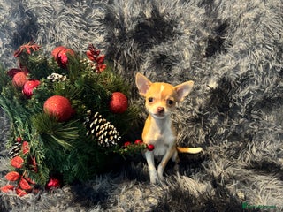 Chihuahua dogs Chihuahuas puppies - Advert 16