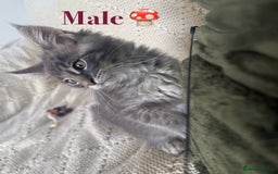 Maine Coon cats for sale: Beautiful pedigree maine coons, open to offers - Image 9