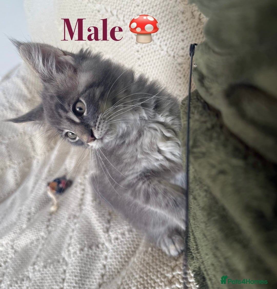 Maine Coon cats for sale: Beautiful pedigree maine coons, open to offers - Image 9