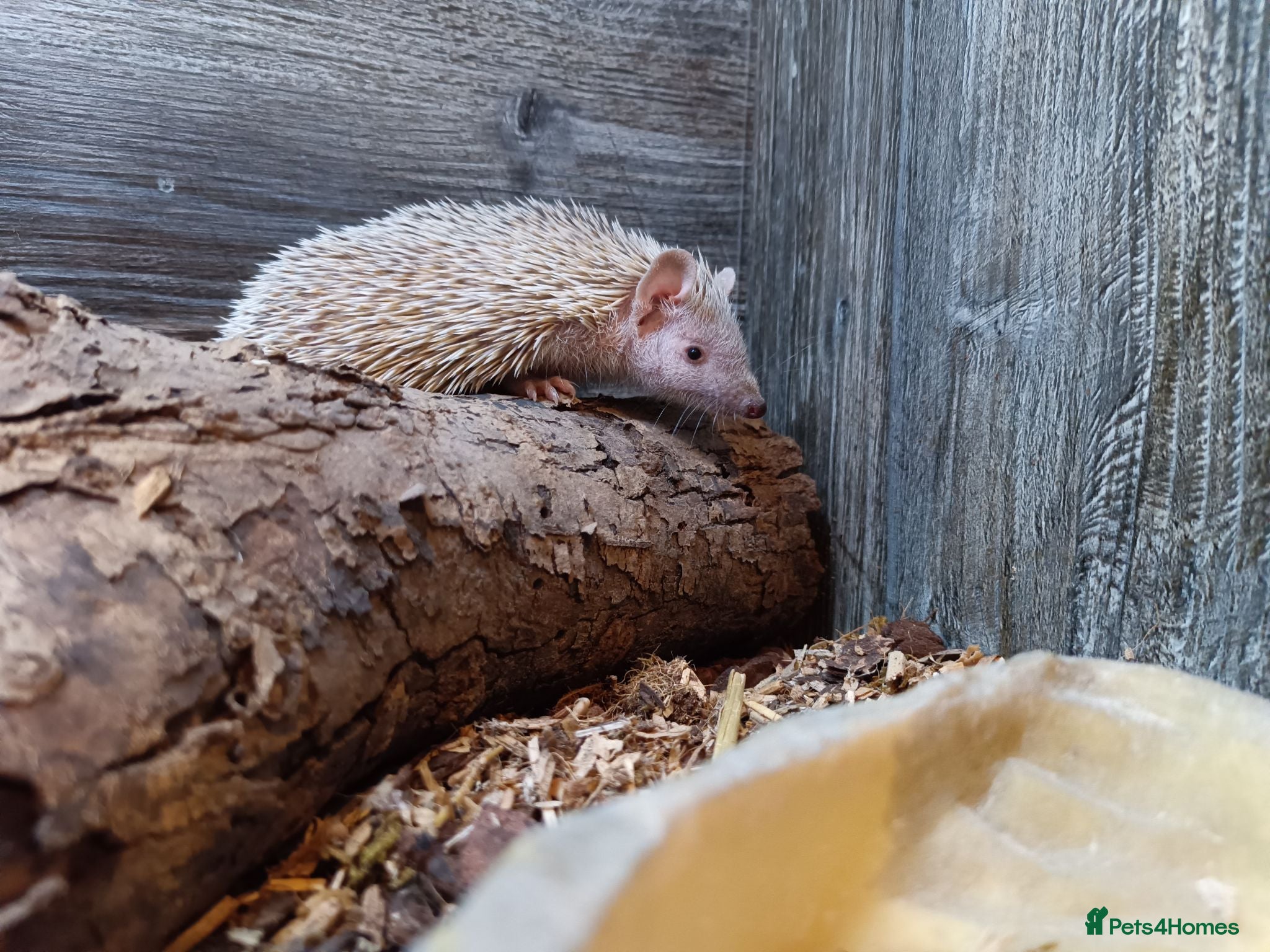 Pygmy Hedgehog rodents Two female TENRECS  - Advert 1
