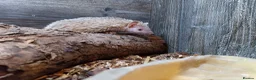 Pygmy Hedgehog rodents for sale: Two female TENRECS  - Advert 1